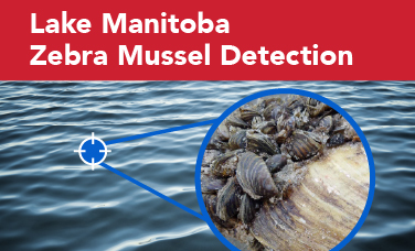 Lake Manitoba Zebra Mussel Detection